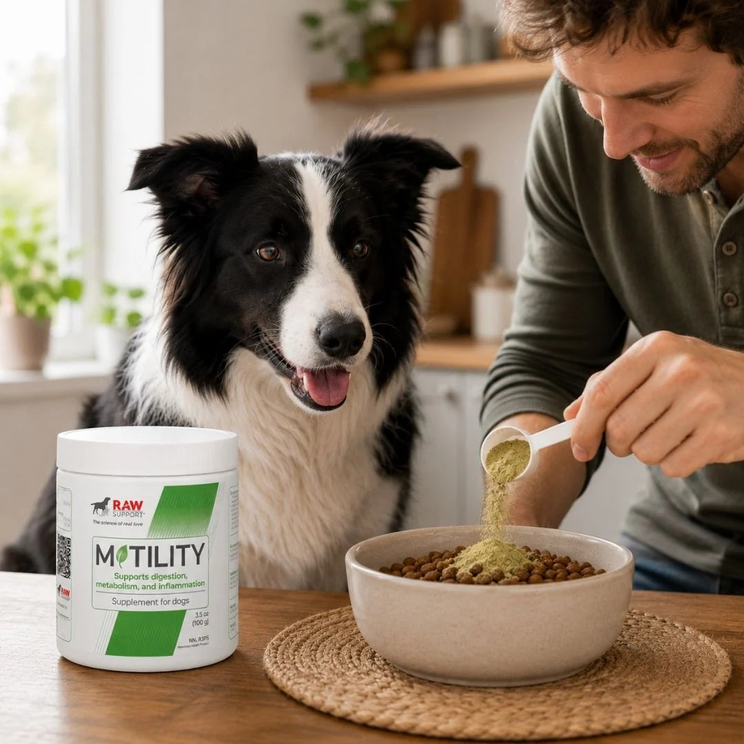 A man pours green powder from a white scoop into a bowl of dog kibble on a woven placemat, with a black-and-white dog sitting beside a white and green RAW MOTILITY supplement container on the table.