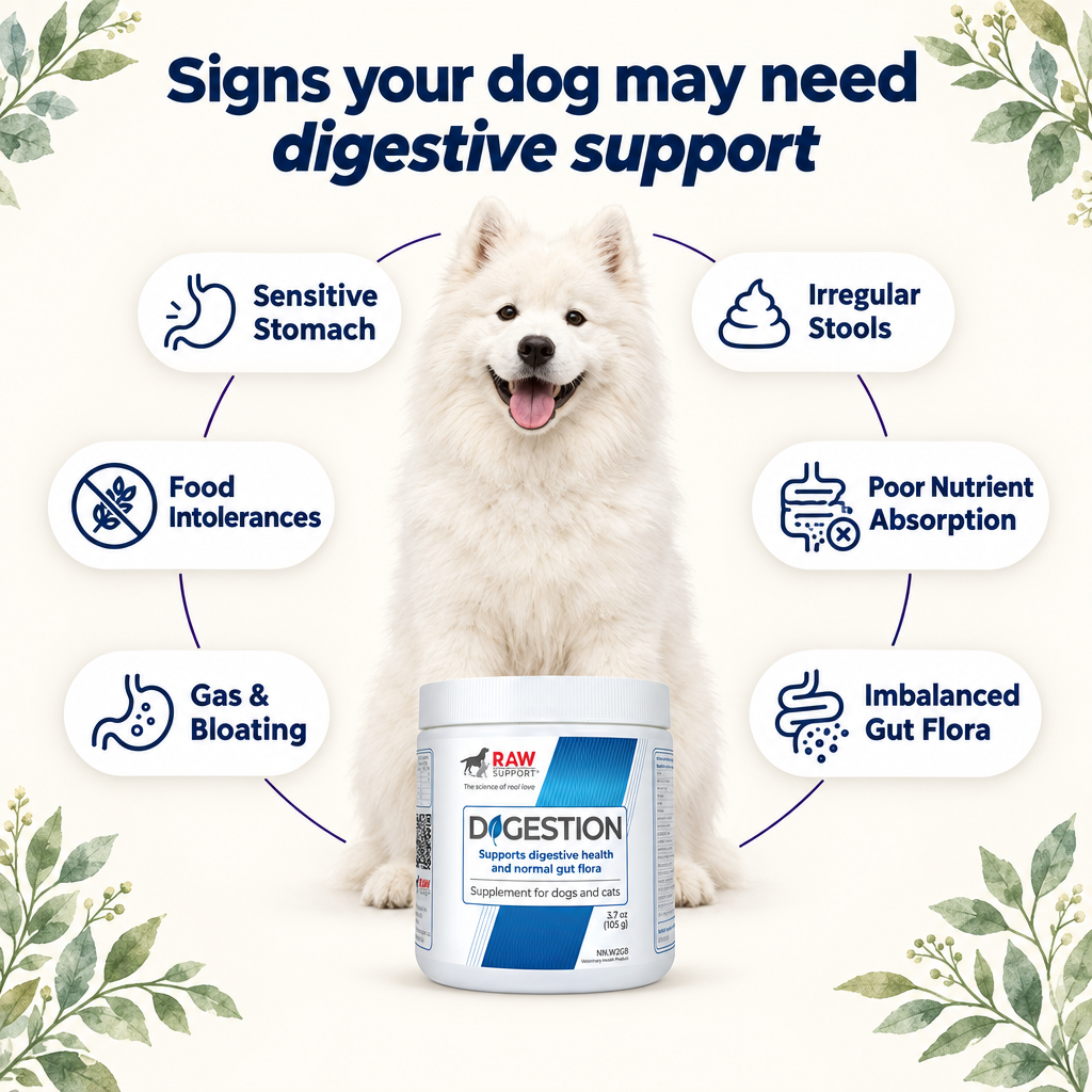 Infographic listing signs your dog may need digestive support — sensitive stomach, gas and bloating, food intolerances, irregular stools, poor nutrient absorption, and imbalanced gut flora — RAW Support Digestion supplement for dogs Canada
