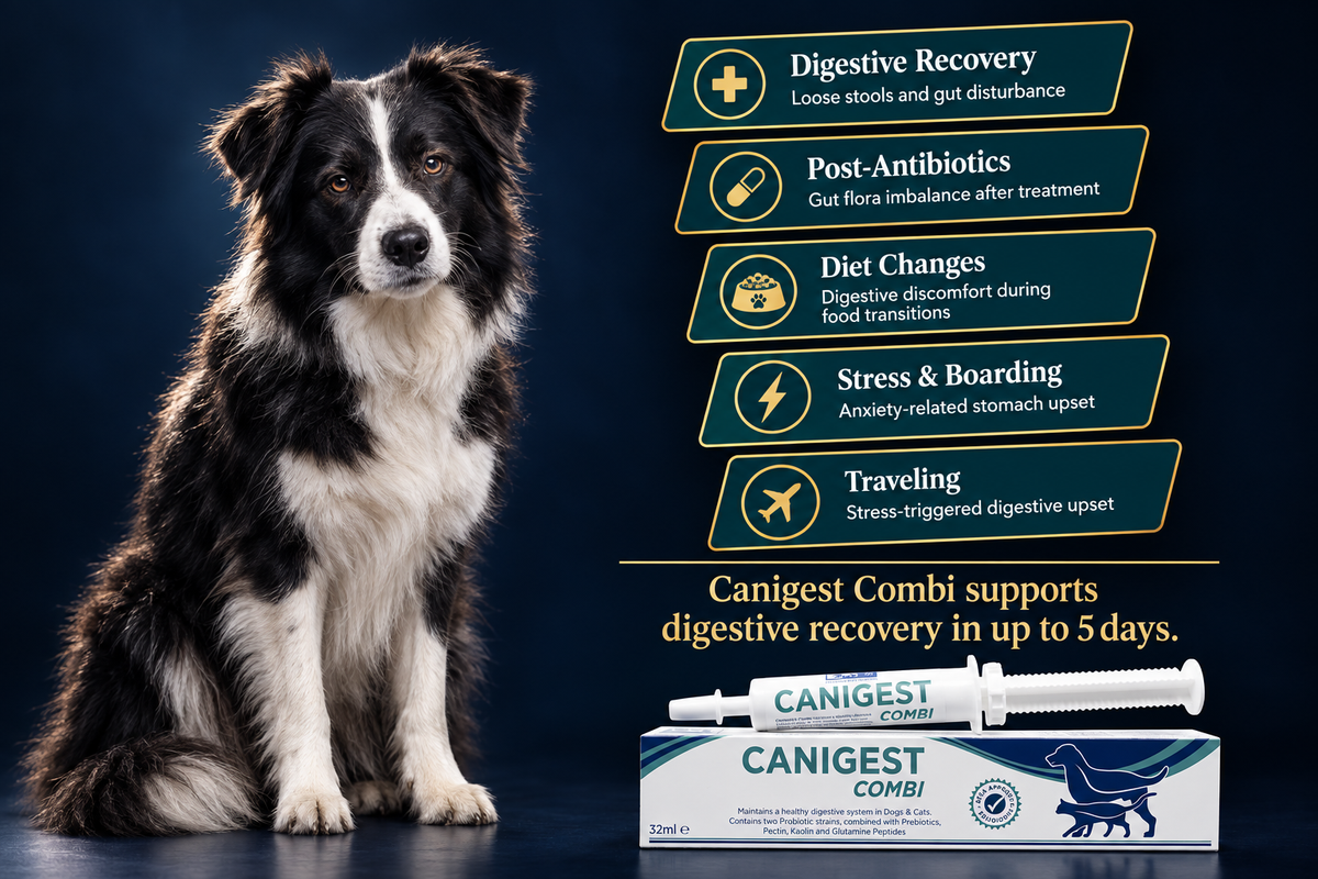 Border Collie beside Canigest Combi symptom cards — digestive recovery, post-antibiotics, diet changes, stress, and travel use cases for dogs